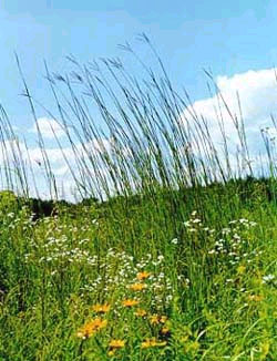 photo of Big Bluestem