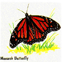 Monarch butterfly graphic