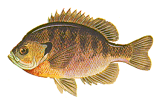 painting of blue gill