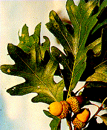 photo of oak leaves and acorns