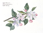 Image from Botanical Illustration in Watercolor Lesson Plan pdf