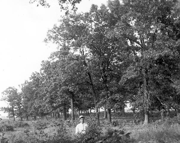 Big Oaks from Little Acorns Grow