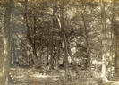Original Timber