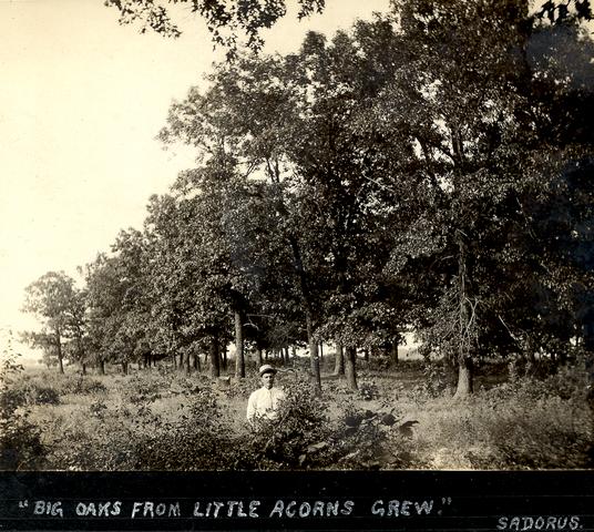 Big Oaks from Little Acorns Grow