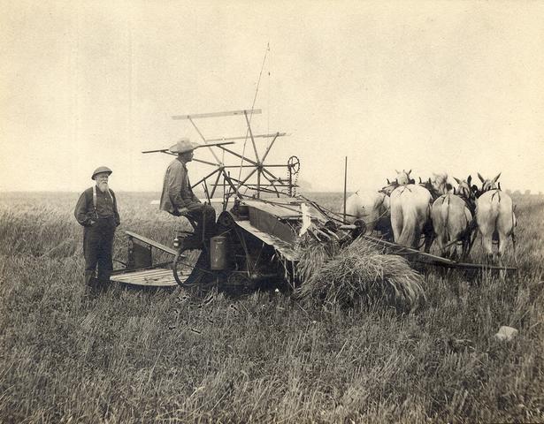 Looking SW Toward Town. Harvesting Wheat.