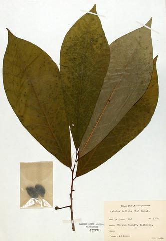 Asimina triloba  (Pawapw)