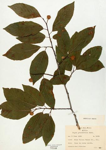 Fagus granidfolia (Beech)