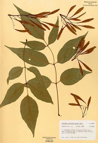 Fraxinus profunda  (Pumpkin Ash)