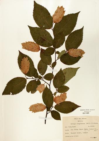 Ostrya virginiana  (Hop Hornbeam)