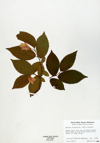 Ostrya virginiana  (Hop Hornbeam)