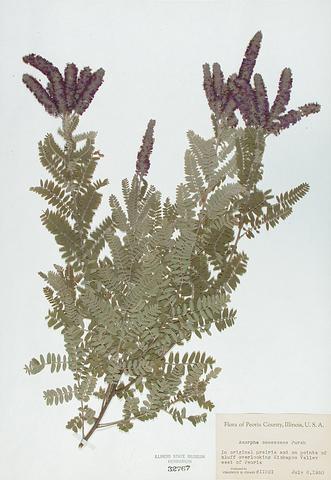 <i>Amorpha canescens</i> (Lead Plant)