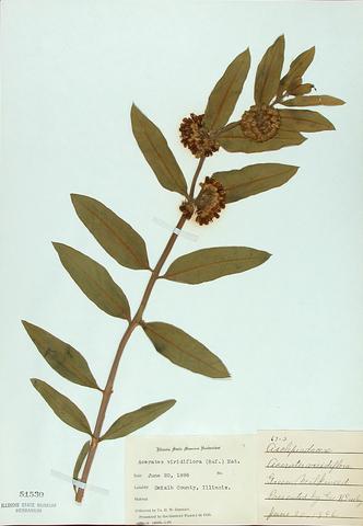 <i>Asclepias viridiflora</i> (Green Milkweed)