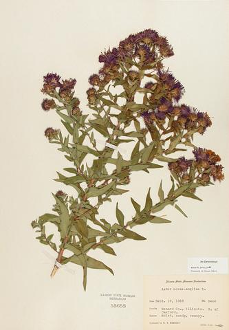 <i>Aster novae-angliae</i> (New England Aster)