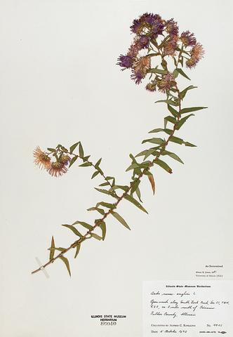 <i>Aster novae-angliae</i> (New England Aster)