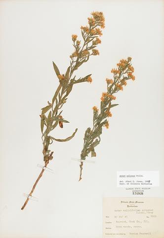 <i>Aster pilosus</i> (Hairy Aster)