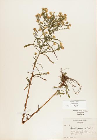 <i>Aster pilosus</i> (Hairy Aster)