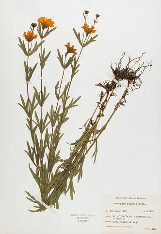 <i>Coreopsis palmata</i> (Prairie Coreopsis)