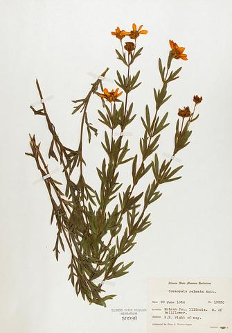 <i>Coreopsis palmata</i> (Prairie Coreopsis)