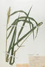 Elymus canadensis (Canadian Wild Rye)