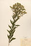 Eupatorium altissimum (Tall Boneset)