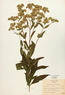 Eupatorium altissimum (Tall Boneset)