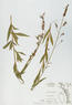 Gaura biennis (Biennial Gaura)