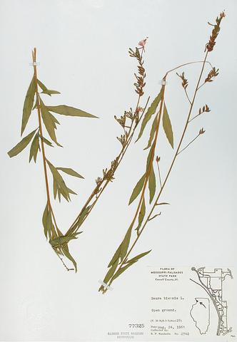 <i>Gaura biennis</i> (Biennial Gaura)