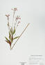 Gaura biennis (Biennial Gaura)