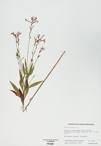 <i>Gaura biennis</i> (Biennial Gaura)