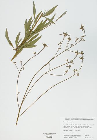 <i>Gaura biennis</i> (Biennial Gaura)