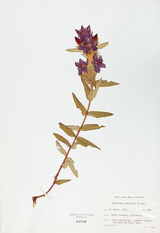 <i>Gentian puberulenta</i> (Downy Gentian)