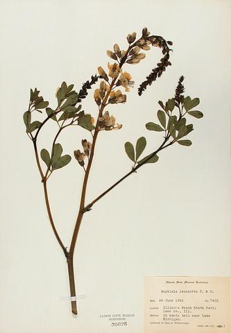 <i>Baptisia alba</i> (White Wild Indigo)