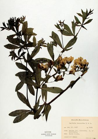 <i>Baptisia alba</i> (White Wild Indigo)