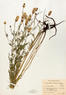 Dalea candida (White Prairie Clover)