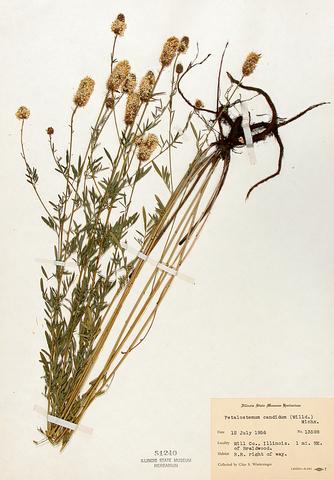 <i>Dalea candida</i> (White Prairie Clover)