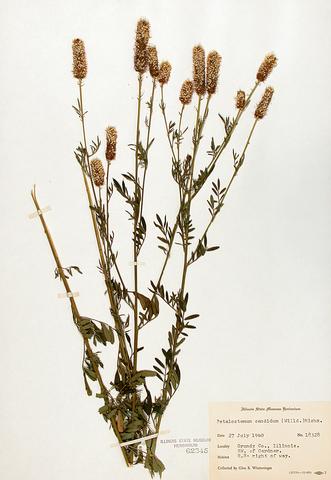 <i>Dalea candida</i> (White Prairie Clover)