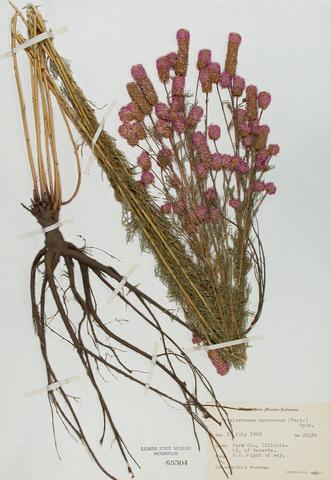 <i>Dalea purpurea</i> (Purple Prairie Clover)