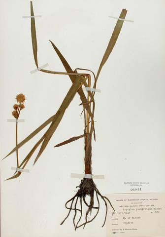 <i>Eryngium yuccifolium</i> (Rattlesnake Master)