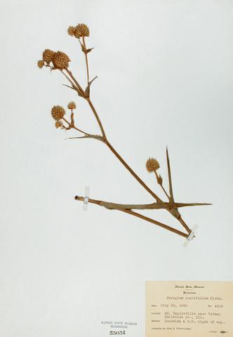 <i>Eryngium yuccifollium</i> (Rattlesnake Master)