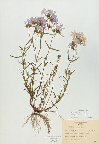 <i>Phlox pilosa</i> (Prairie Phlox)