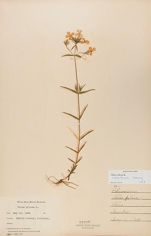 <i>Phlox pilosa</i> (Prairie Phlox)