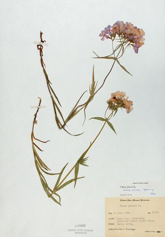 <i>Phlox pilosa</i> (Prairie Phlox)