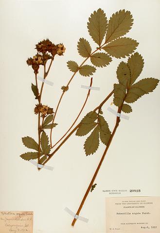 <i>Potentilla arguta</i> (Tall Cinquefoil)