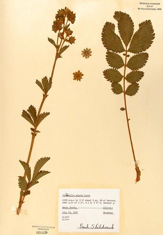 <i>Potentilla arguta</i> (Tall Cinquefoil)