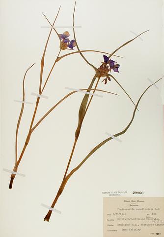 <i>Tradescantia ohiensis</i> (Common Spiderwort)