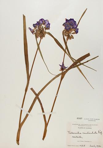 <i>Tradescantia ohiensis</i> (Common Spiderwort)