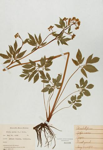 <i>Zizia aurea</i> (Golden Alexanders)