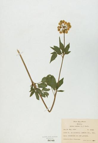 <i>Zizia aurea</i> (Golden Alexander)