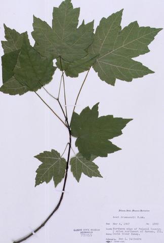 Acer rubrum var. drummondii  (Drummond's Red Maple)