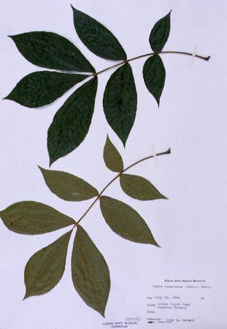 Carya tomentosa  (Mockernut Hickory)